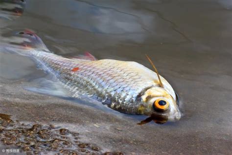 杭州的山 魚死掉怎麼處理